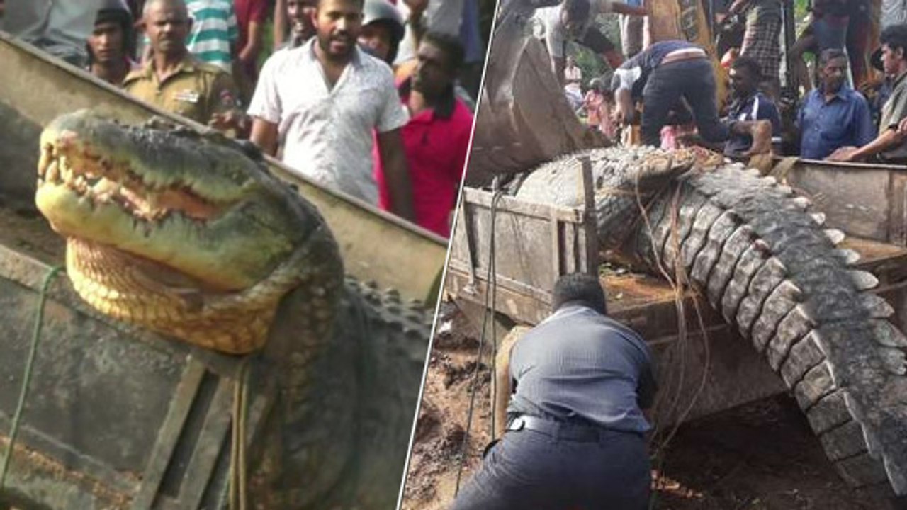 Sri Lanka : L'incroyable sauvetage d’un crocodile géant découvert coincé