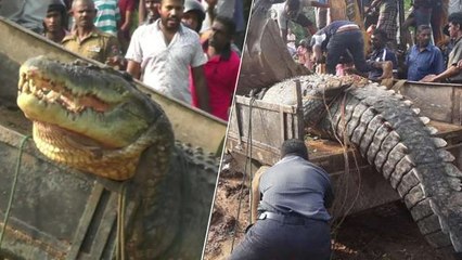 Sri Lanka : L'incroyable sauvetage d’un crocodile géant découvert coincé