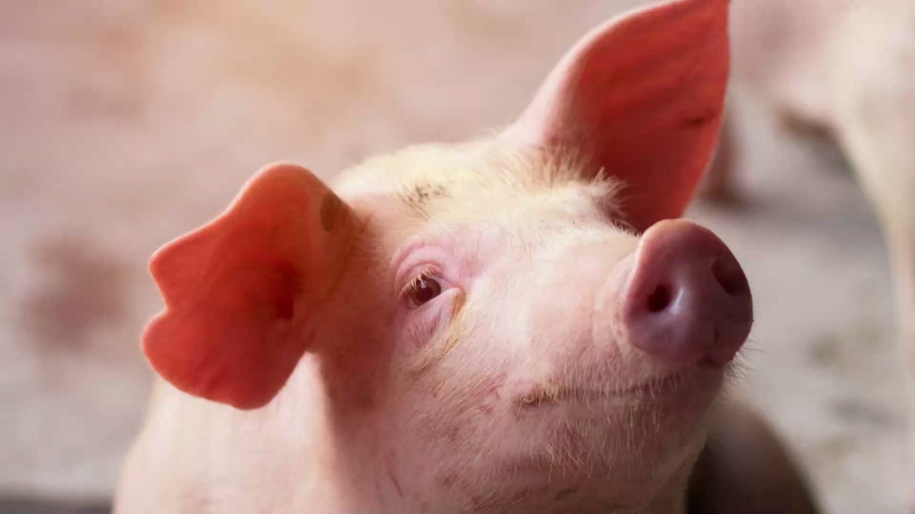 'Dreckig wie ein Schwein': Warum Schweine einen Imagewandel verdient haben