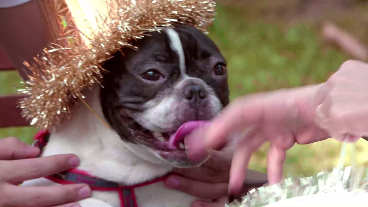 Tierischer Stress: Weshalb Tiere beim Karneval nichts zu suchen haben