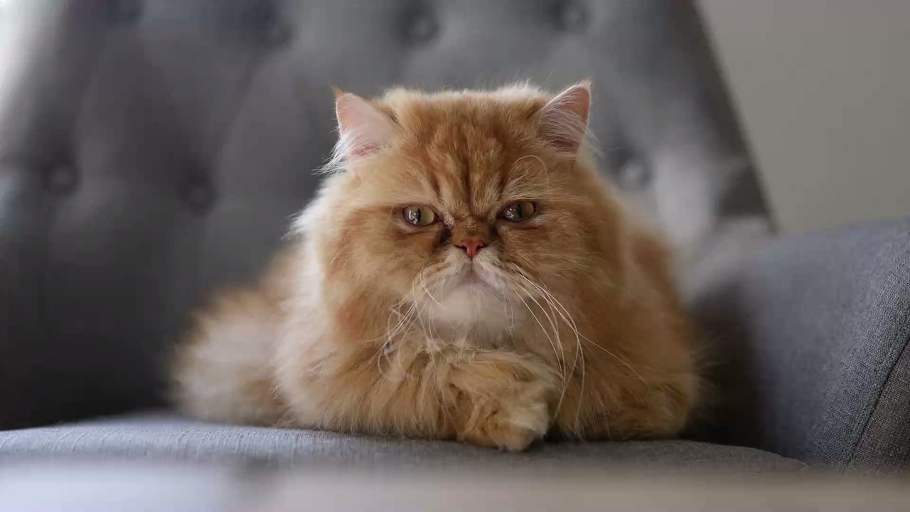 Game of Thrones mal anders: Dickköpfige Katze beansprucht neuen Stuhl für sich allein