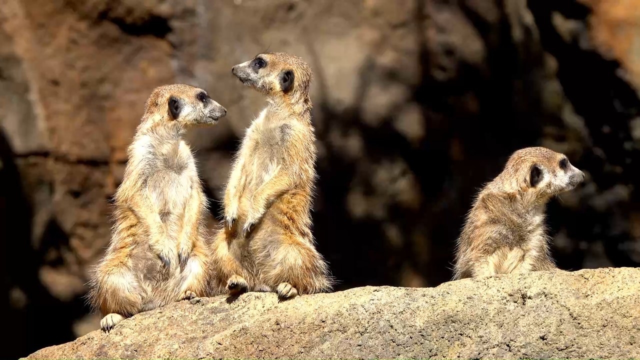 Was passiert, wenn mein Haustier am Coronavirus erkrankt?