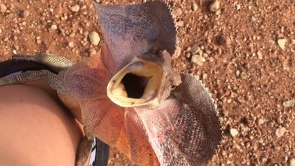 Australie : Un agressif lézard à collerette pourchasse un homme dans le désert
