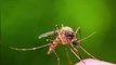 Sagt Mücken den Kampf an: Mit diesen Mitteln werdet ihr die Quälgeister los