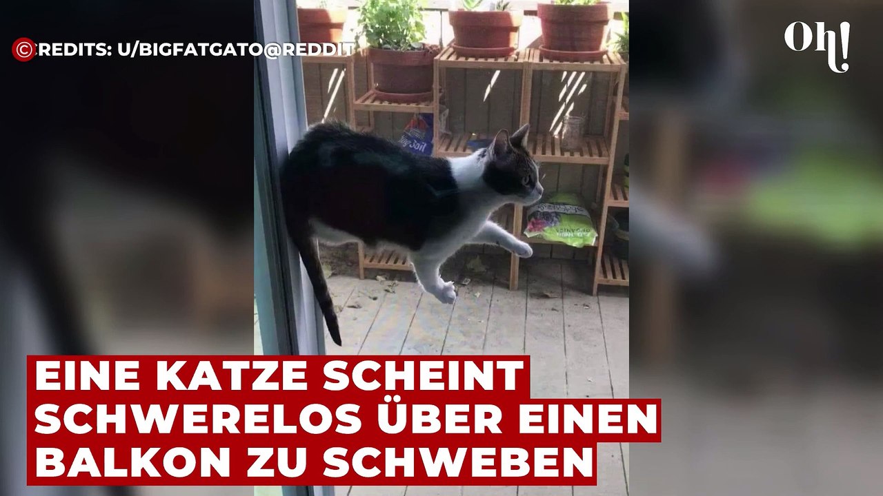 Schwebende Katze: Keiner kann sich die optische Täuschung erklären