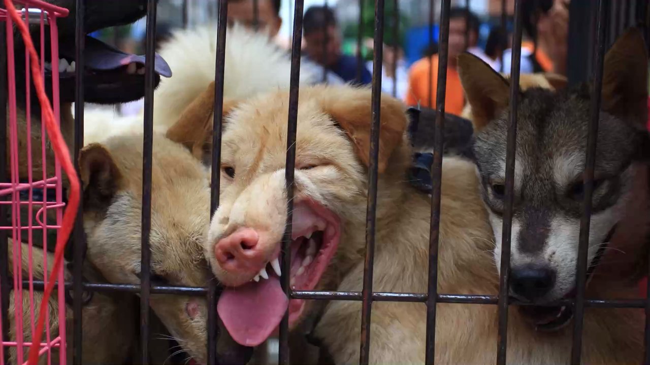 Hundefleisch-Festival: In Yulin werden trotz Covid-19 tausende Hunde geschlachtet