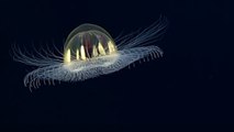 Une drôle de créature en forme de soucoupe volante filmée dans les profondeurs