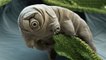 Tardigrade : cet animal quasi indestructible, révèle la clé de ses super-pouvoirs