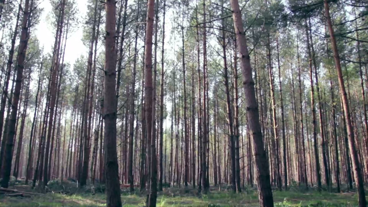 Mutige Aktion: 18-Jähriger rettet hilfloses Wesen aus brennendem Wald