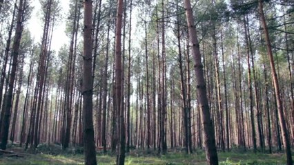 Mutige Aktion: 18-Jähriger rettet hilfloses Wesen aus brennendem Wald