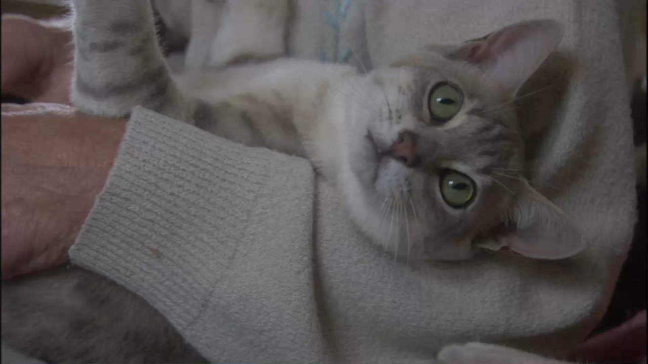 Ausnahmefall: Erste Katze hat sich bei Besitzerin mit COVID-19 infiziert