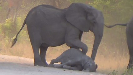 La déchirante vidéo d'un groupe d'éléphants qui tente de ranimer un petit gravement blessé