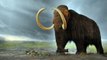 Des scientifiques veulent créer un animal hybride mi-mammouth mi-éléphant