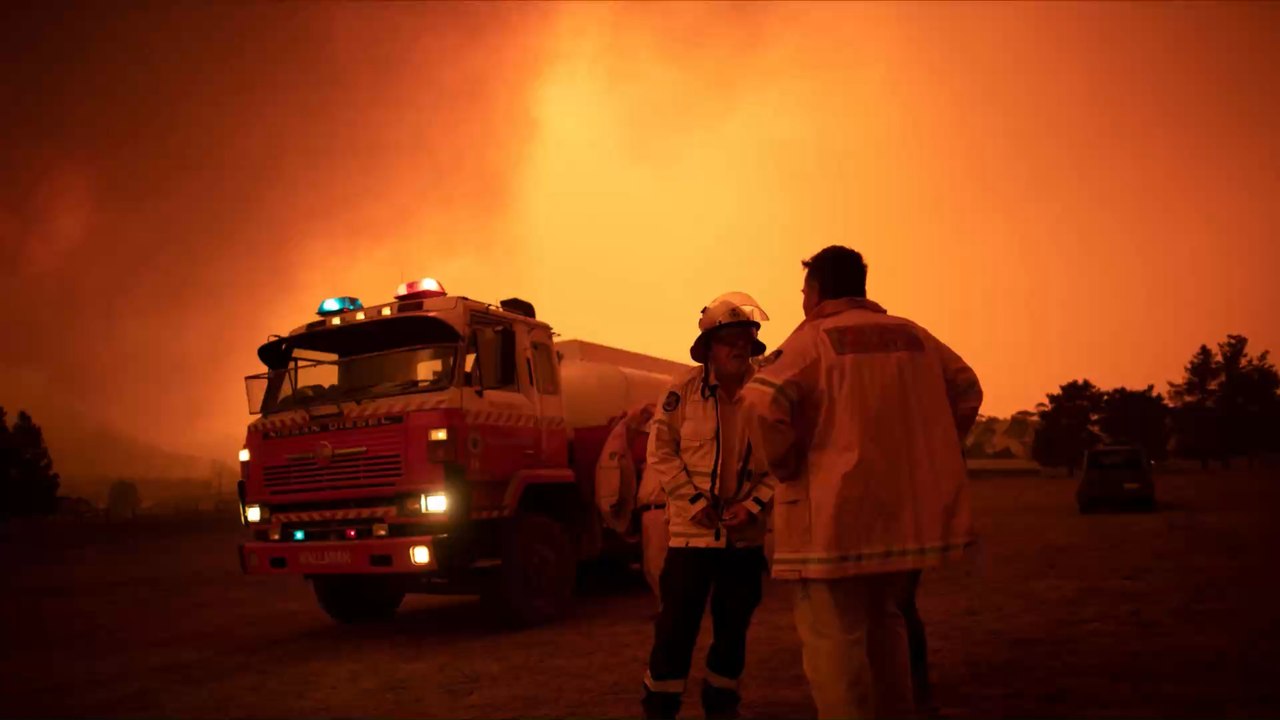 Waldbrände in Australien: Gerettete Koalas werden wieder freigelassen