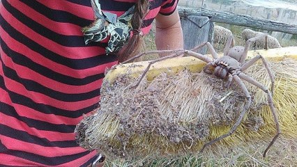 Charlotte, l'araignée géante Sparassidae qui terrorise toujours les internautes
