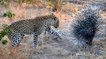 Insolite : un léopard découvre pourquoi il ne faut jamais attaquer un porc-épic