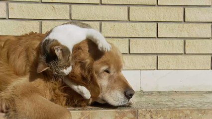 Historischer Schritt: Chinesische Stadt verbietet Verzehr von Haustieren