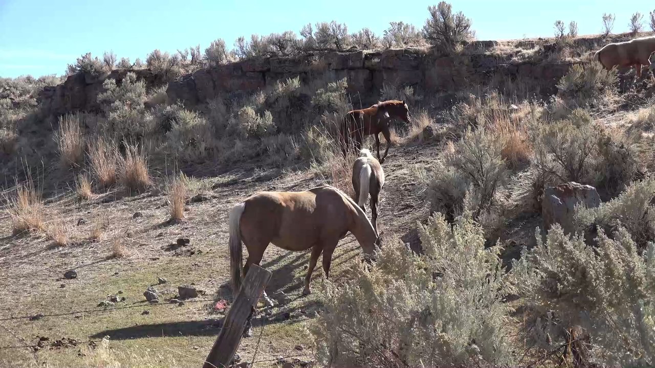 Tierschützer entdecken Wildpferd mit dem verrücktesten Fellmuster überhaupt