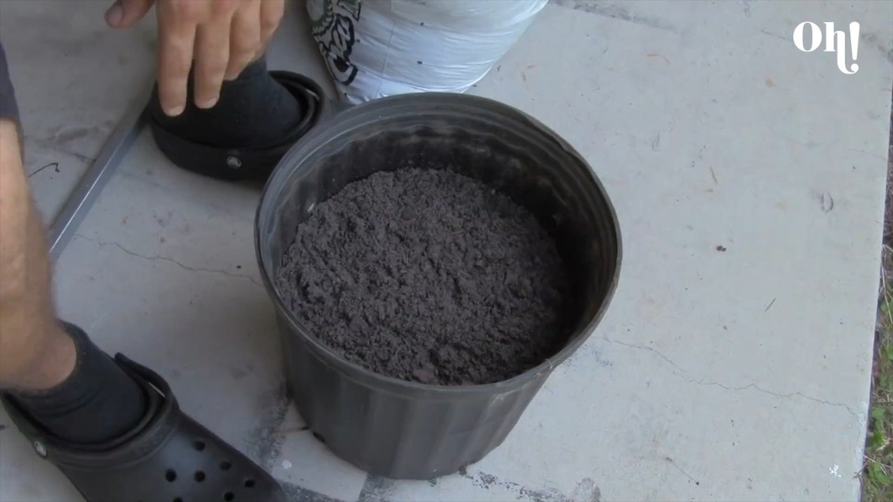 It is possible to grow tomatoes without using seeds in just 10 days!