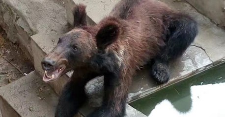 Les photos d'un ours maigre capturées dans un zoo en Chine révoltent les internautes