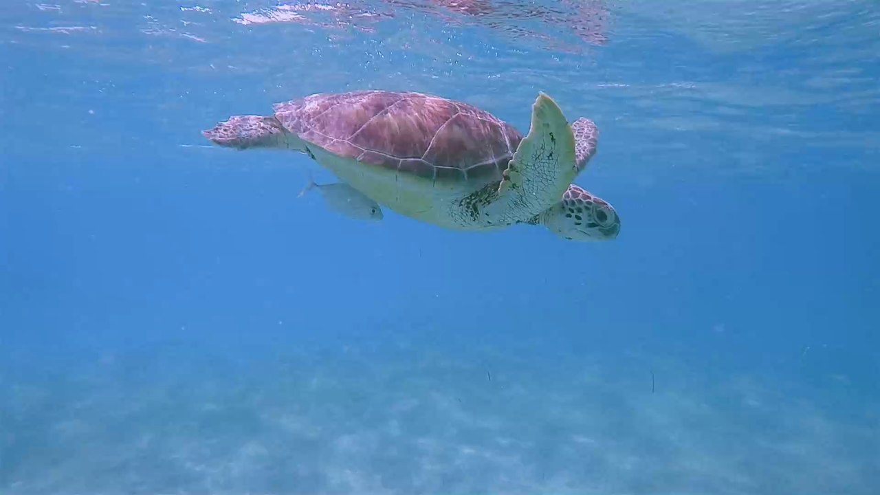 Australien: Drohne macht spektakuläre Bilder von tausenden Meeresschildkröten