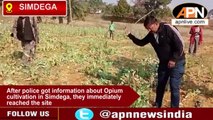 Opium Cultivation Site Destroyed By Police In Sevai Khuntoli Of Simdega Sadar Police Station Area