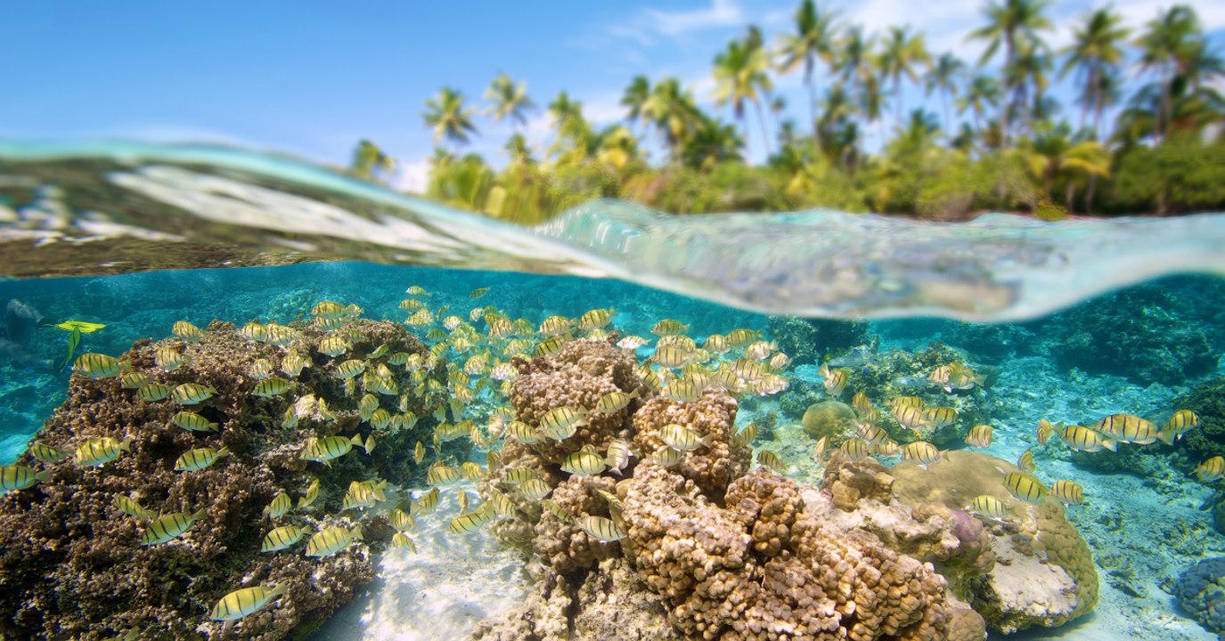 L'expédition Tara Pacific dévoile de premiers résultats inquiétants sur les récifs coralliens du Pacifique