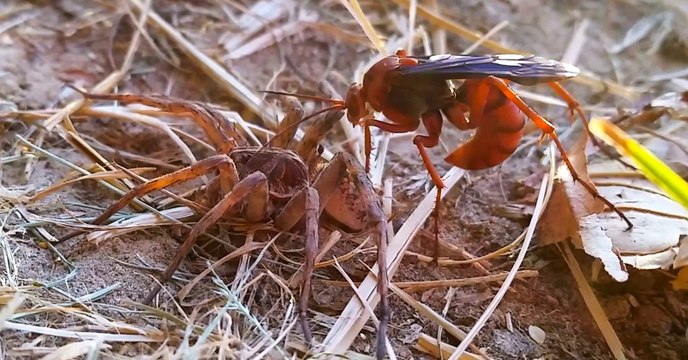 Quand une guêpe et une araignée s'engagent dans une lutte sans merci