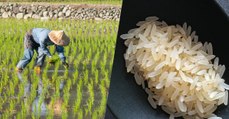 Des scientifiques chinois développent un nouveau riz capable d'être cultivé dans l'eau salée