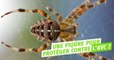 Comment une piqûre d'araignée pourrait atténuer les effets de l'AVC