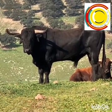 Toros de Los Ronceles Festejo Popular la Palma