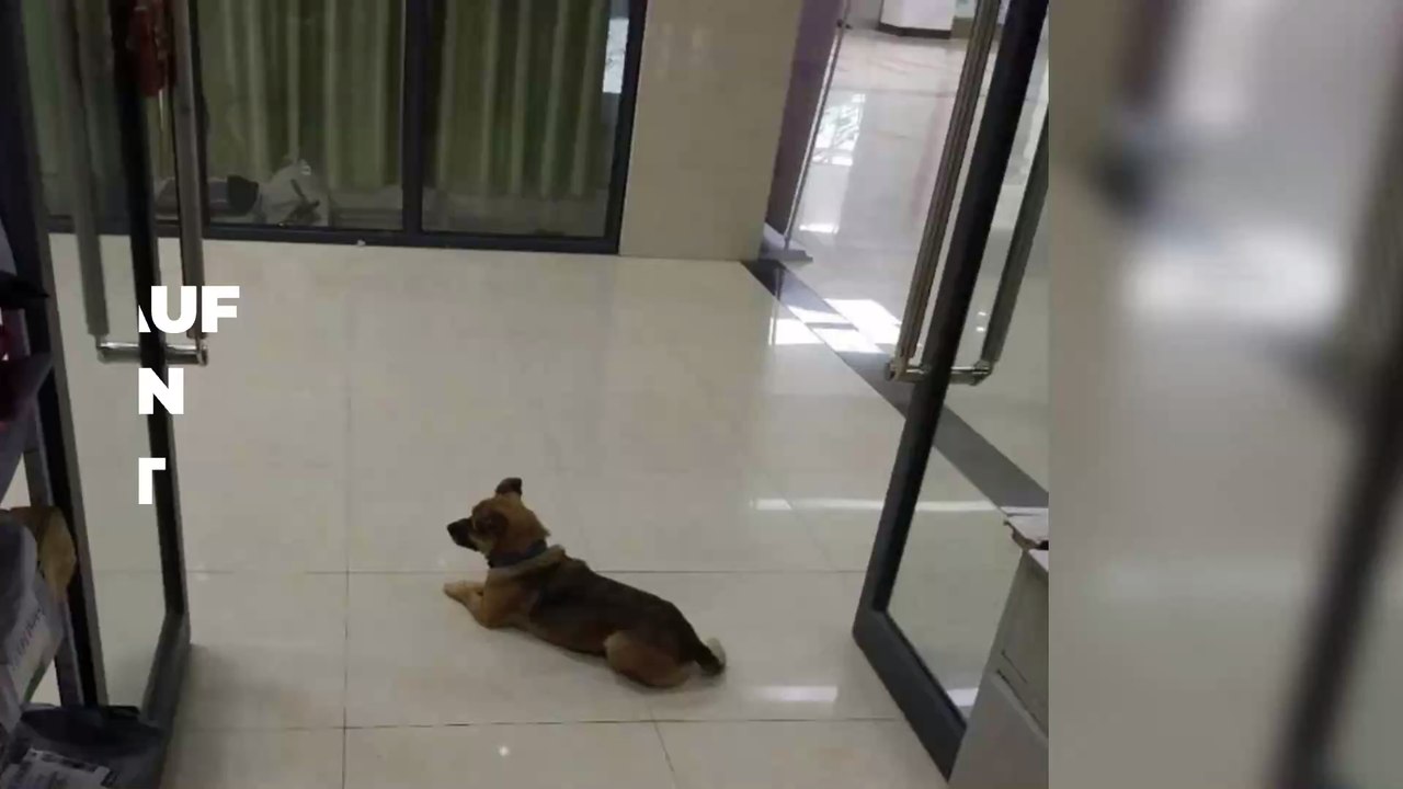 3 Monate: Hund wartet im Krankenhaus auf sein Herrchen, das an Covid-19 gestorben ist