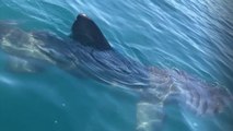 Un immense requin pèlerin filmé au large du Cap d'agde
