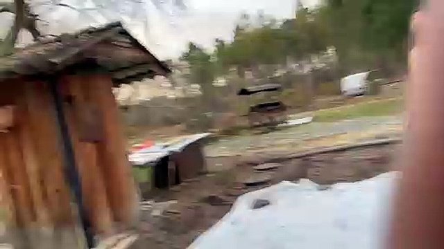 Vol d'une centaine de cigognes, à Noaillan (Gironde)