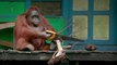 L'étonnante réaction d'un orang-outan sauvage face à une scie qu'il a trouvée