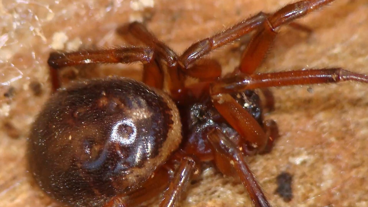 Edle Kugelspinne verbreitet sich rasend: Ein Biss kann bis zur Amputation führen