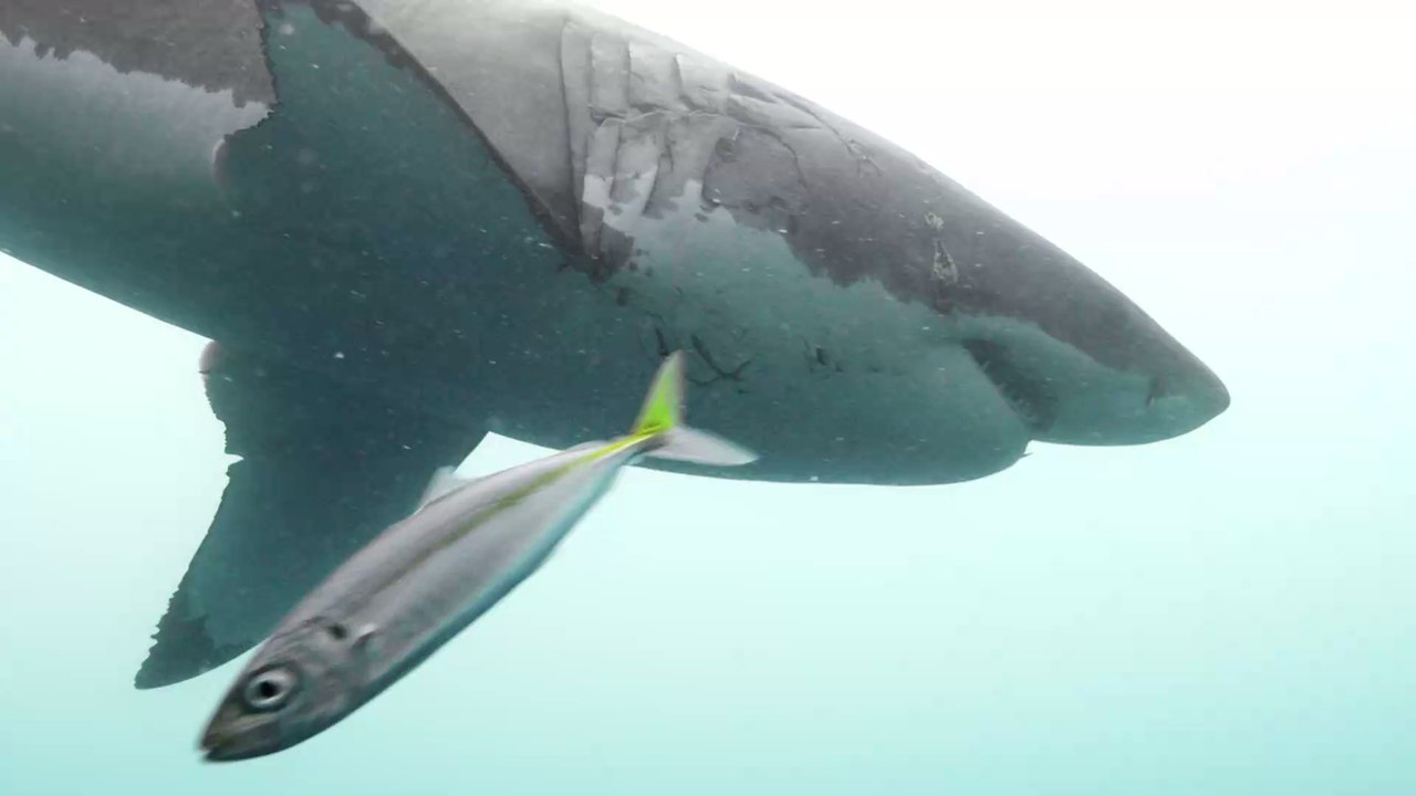 Held oder Poser: Mann rettet einen Hai mit bloßen Händen vor dem Ertrinken
