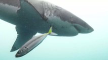 Held oder Poser: Mann rettet einen Hai mit bloßen Händen vor dem Ertrinken