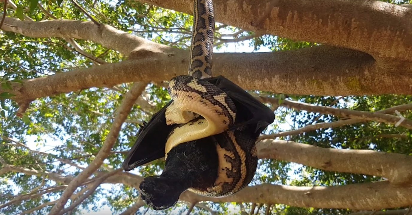 Insolite : un serpent s'attaque à une énorme chauve-souris en Australie