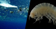 Pollution : des débris de plastique découverts dans les entrailles de créatures des profondeurs