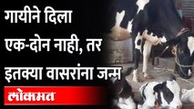 कोल्हापुरातील एका गोठ्यात गायीने दिला ३ वासरांना जन्म | The cow gave birth to 3 calves in Kolhapur