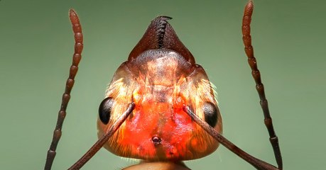 Des cerveaux de fourmis zombies révèlent les secrets de la petite douve du foie aux chercheurs
