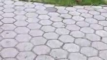 Video 133