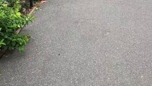 Video 169