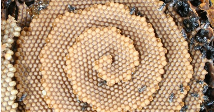 Ces abeilles construisent d'étonnantes ruches en forme de spirale qui intriguent les scientifiques