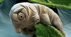 Tardigrade : une créature indestructible qui peut survivre à l'impact d'un astéroïde