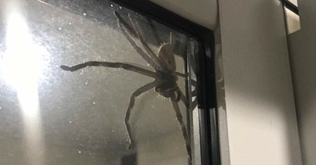 Australie : Un couple tombe nez à nez avec une énorme araignée