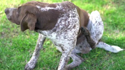 Hautpilz: Hunde sollten rasch behandelt werden, sonst besteht Gefahr für den Menschen
