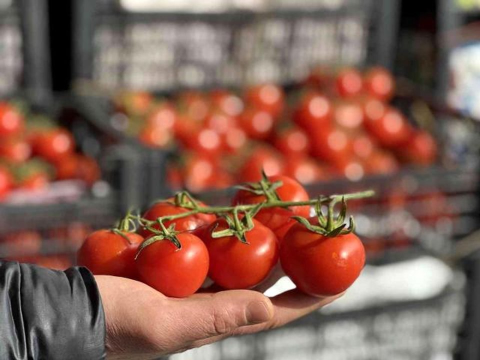 Rusya-Ukrayna savaşı domates ve salatalık fiyatlarını düşürdü- Rusya'ya ihracatı gerçekleşemeyen salkım domates ve dikenli salatalık iç piyasaya...