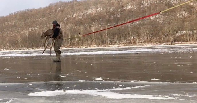 Quand un homme s'aventure sur un lac gelé pour secourir un jeune cerf piégé